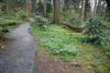 trillium and anemone